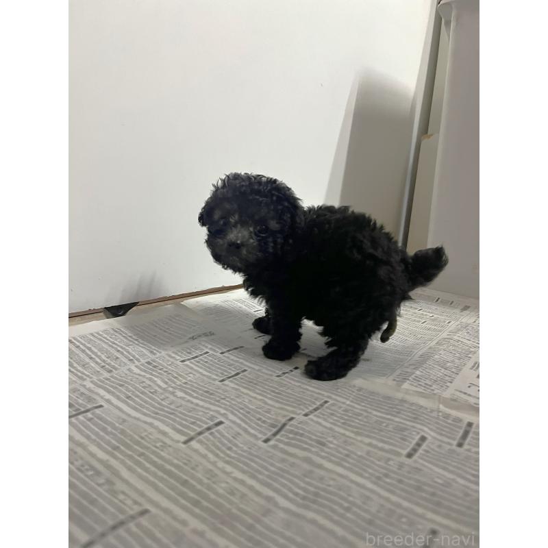 販売中の千葉県のティーカッププードル-427033の7枚目