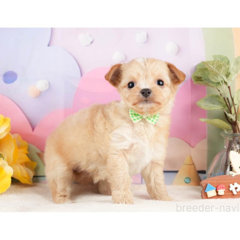 販売中の静岡県のチワプー:チワワ×トイプードル-428495の8枚目