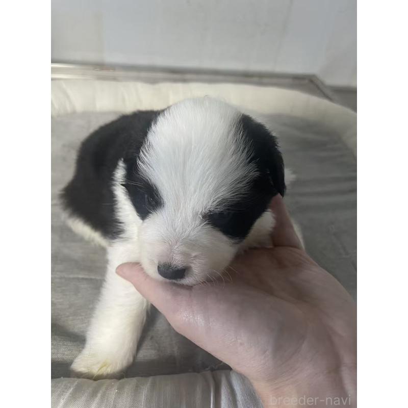 販売中の東京都のボーダーコリー-428459の5枚目