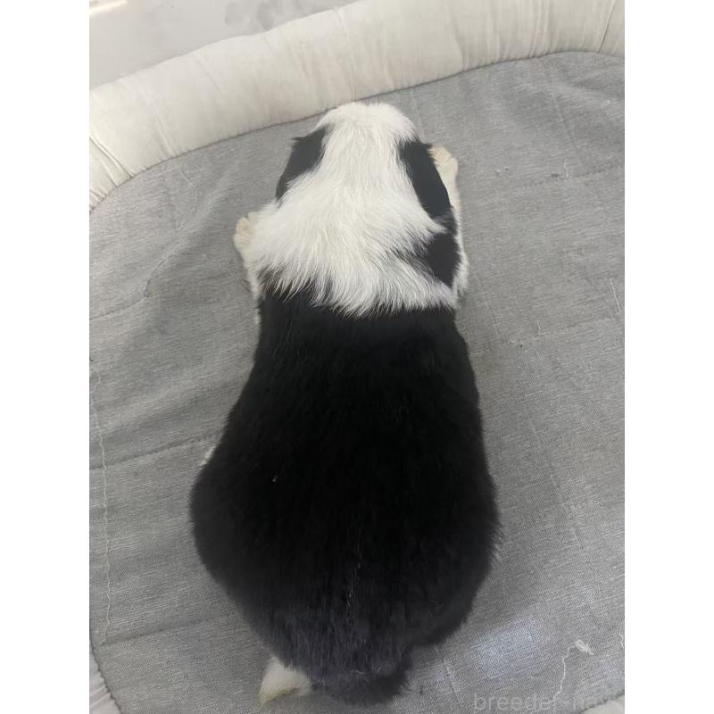 販売中の東京都のボーダーコリー-428459の4枚目