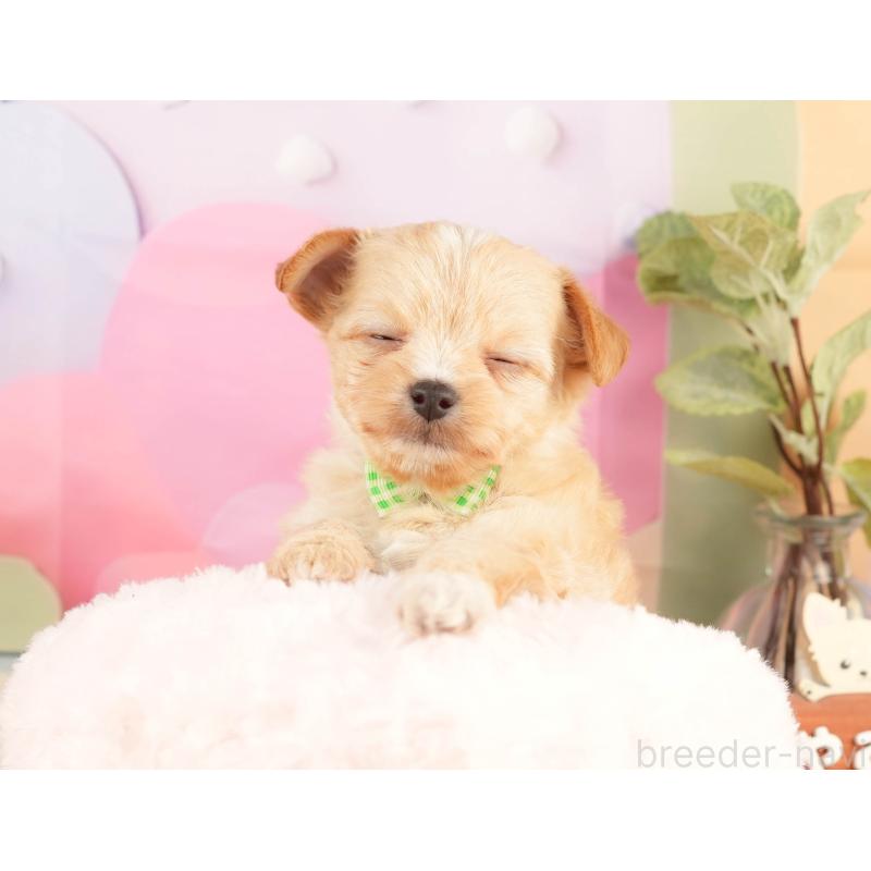 販売中の静岡県のチワプー:チワワ×トイプードル-428495の7枚目