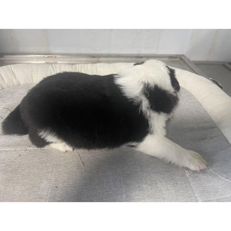 販売中の東京都のボーダーコリー-428459の3枚目