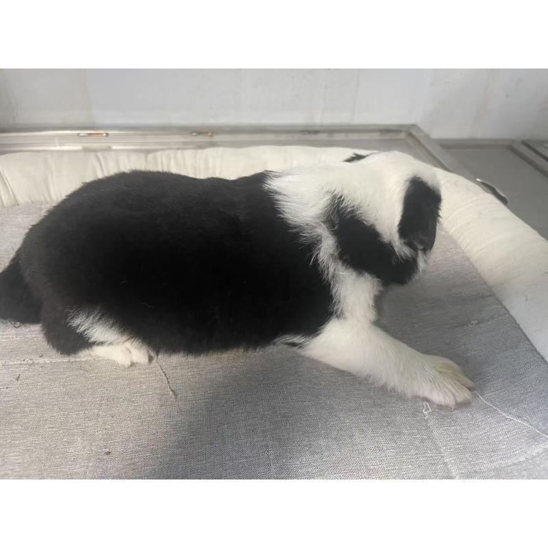 販売中の東京都のボーダーコリー-428459の2枚目