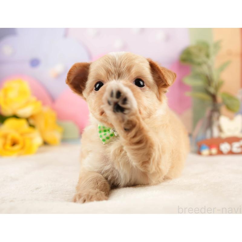 販売中の静岡県のチワプー:チワワ×トイプードル-428495の6枚目