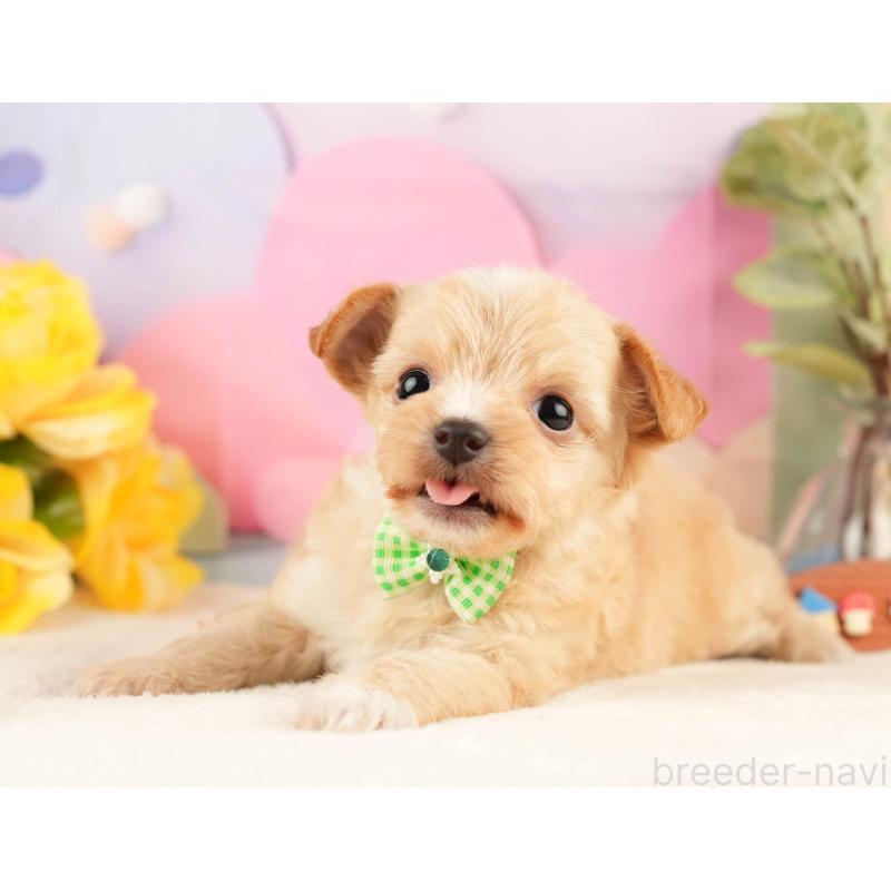 販売中の静岡県のチワプー:チワワ×トイプードル-428495の5枚目