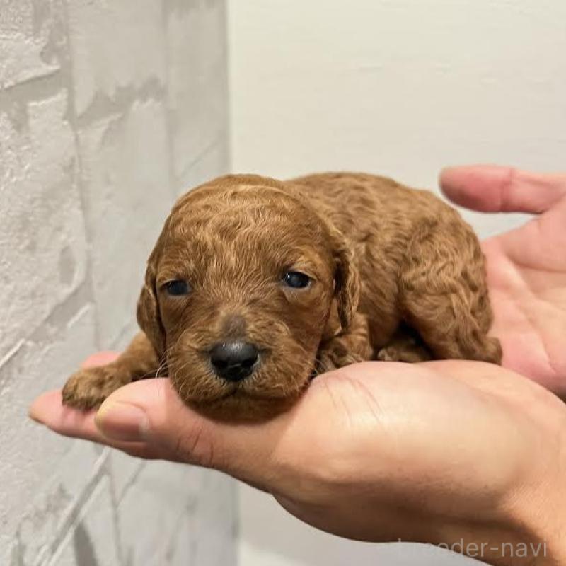 販売中の群馬県のミディアムプードル-428461の5枚目