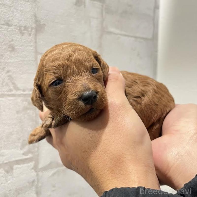 販売中の群馬県のミディアムプードル-428461の4枚目