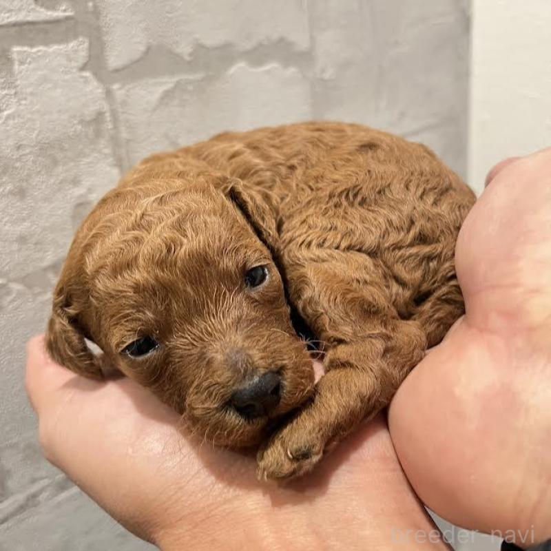 販売中の群馬県のミディアムプードル-428461の3枚目