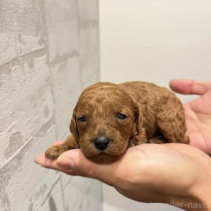 販売中の群馬県のミディアムプードル-428461の2枚目