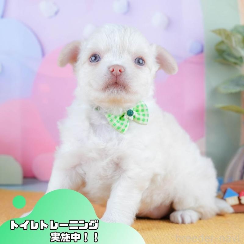 販売中の静岡県のチワワ(ロングコート)-428489の1枚目