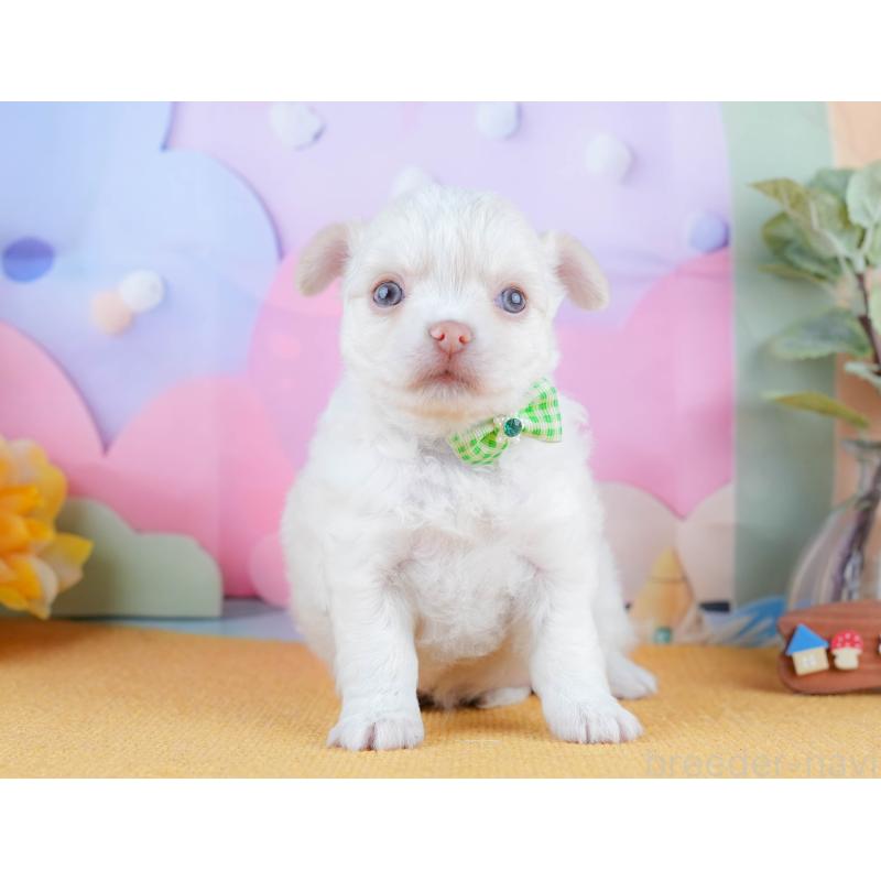 販売中の静岡県のチワワ(ロングコート)-428489の11枚目