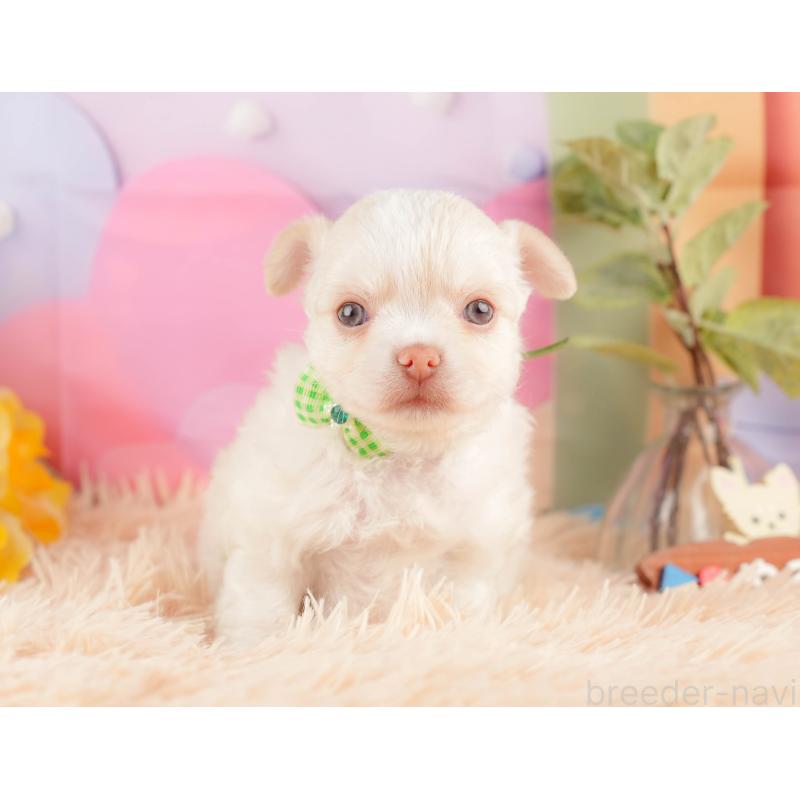 販売中の静岡県のチワワ(ロングコート)-428489の9枚目