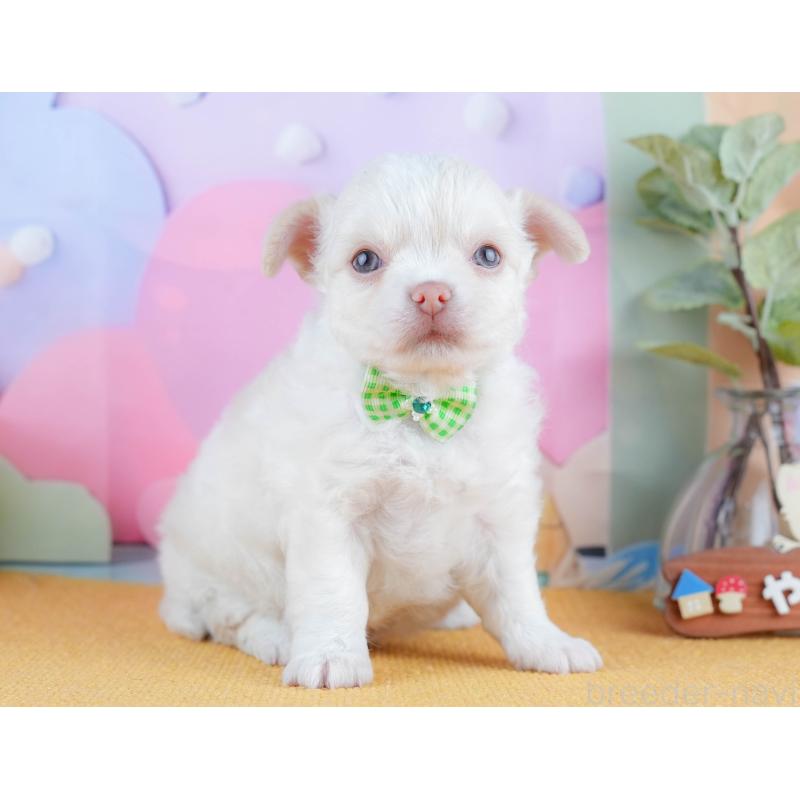 販売中の静岡県のチワワ(ロングコート)-428489の8枚目