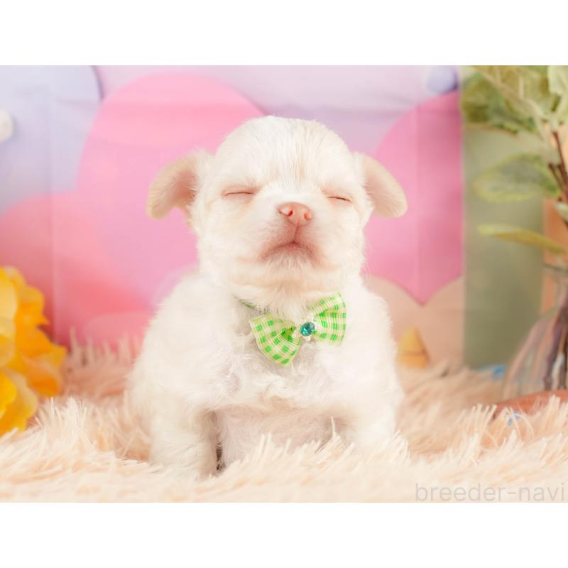 販売中の静岡県のチワワ(ロングコート)-428489の6枚目