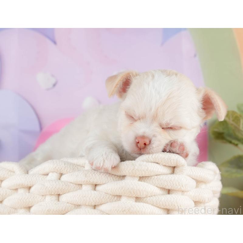 販売中の静岡県のチワワ(ロングコート)-428489の5枚目