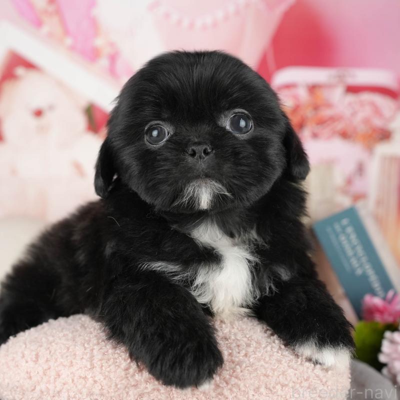 販売中の茨城県のミックス犬-428563の8枚目