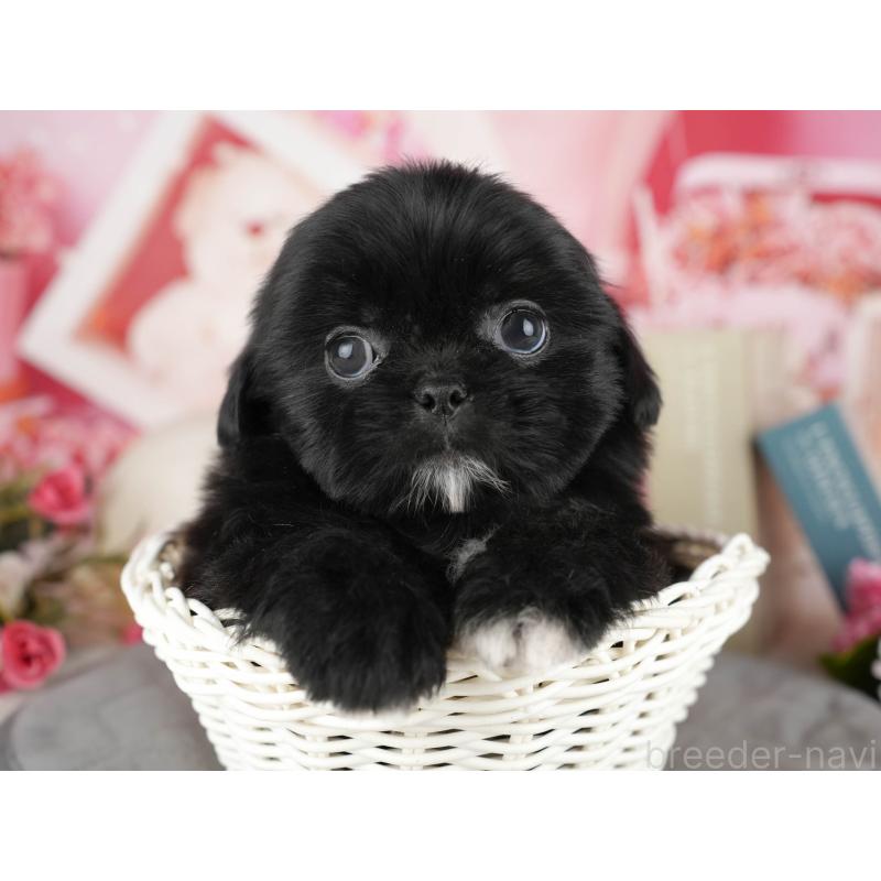 販売中の茨城県のミックス犬-428563の6枚目