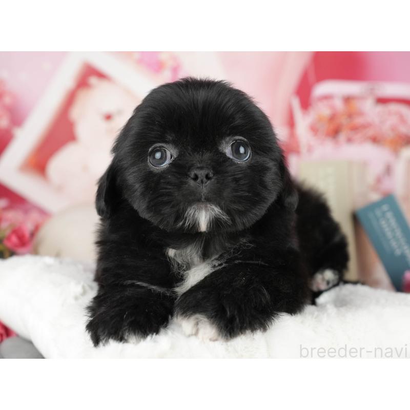 販売中の茨城県のミックス犬-428563の3枚目