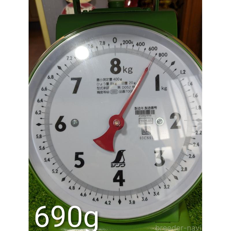 販売中の鹿児島県の豆柴-428464の8枚目