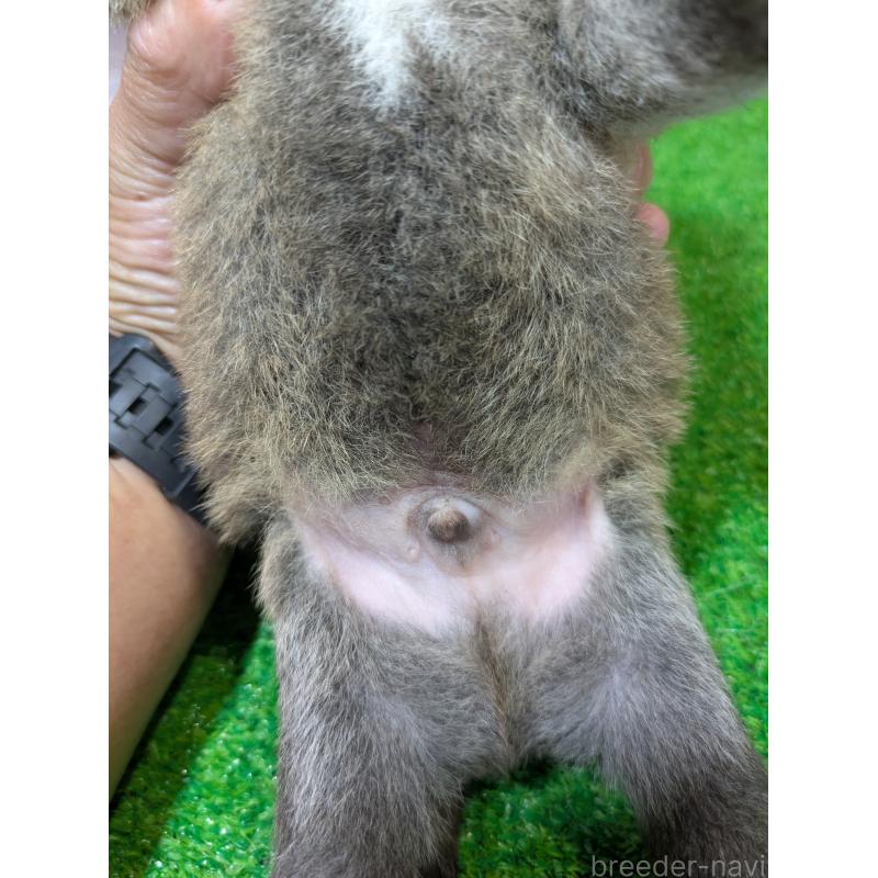 販売中の鹿児島県の豆柴-428464の7枚目