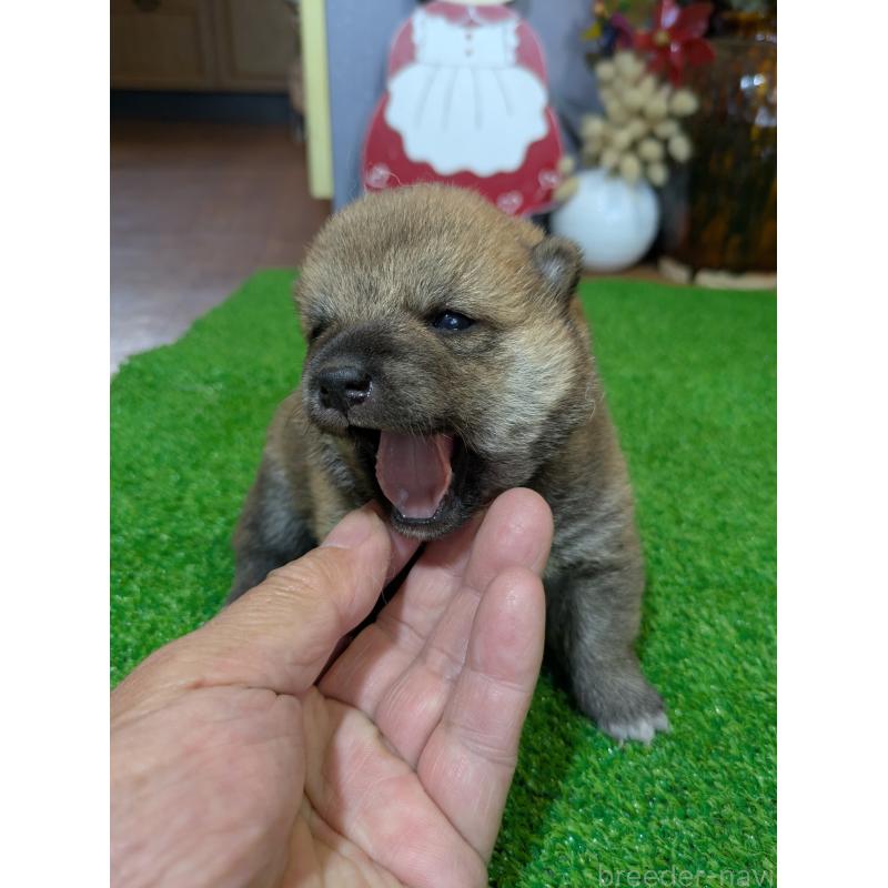 販売中の鹿児島県の豆柴-428464の6枚目