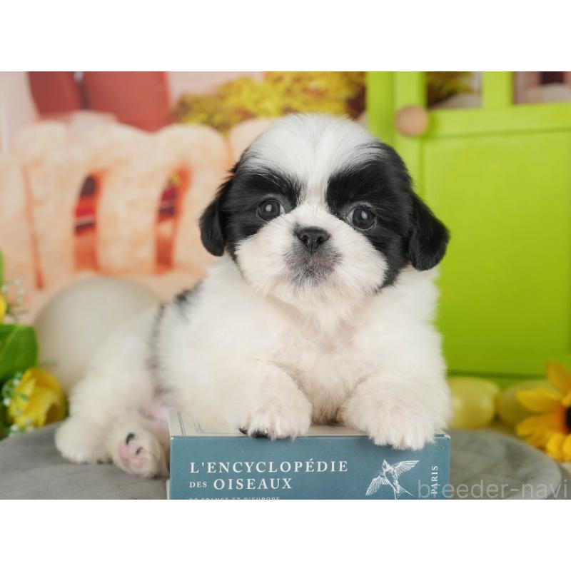 販売中の茨城県のミックス犬-428560の7枚目