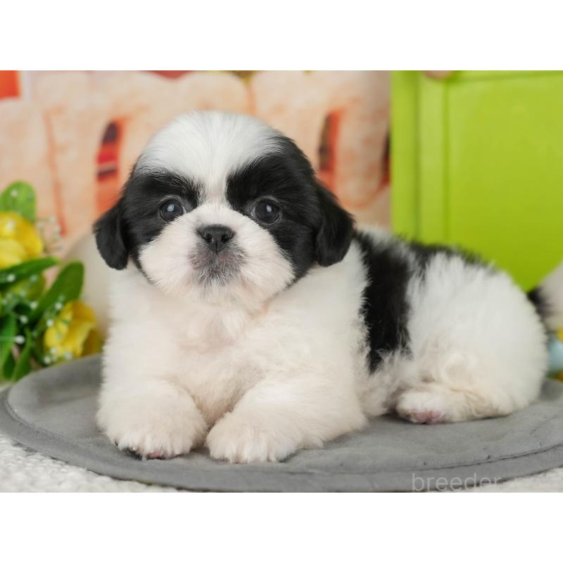 販売中の茨城県のミックス犬-428560の6枚目