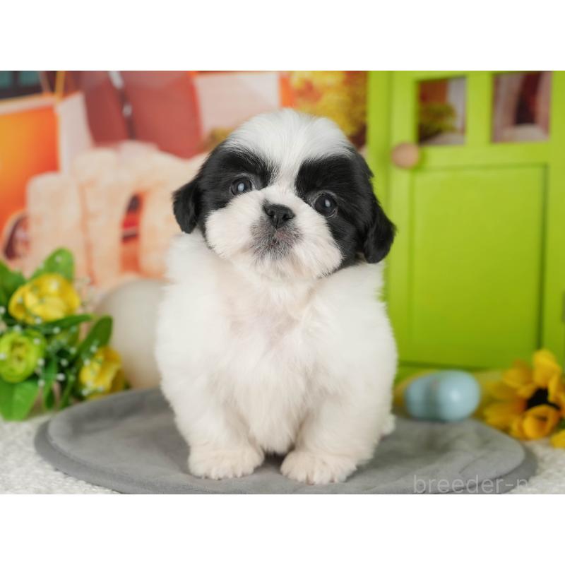 販売中の茨城県のミックス犬-428560の5枚目