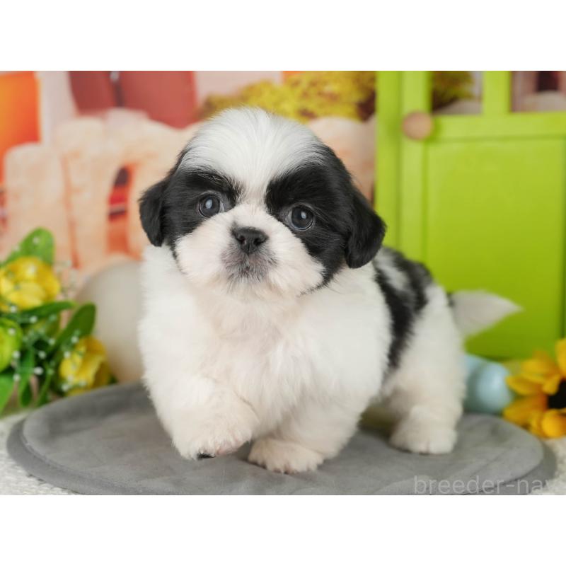 販売中の茨城県のミックス犬-428560の4枚目