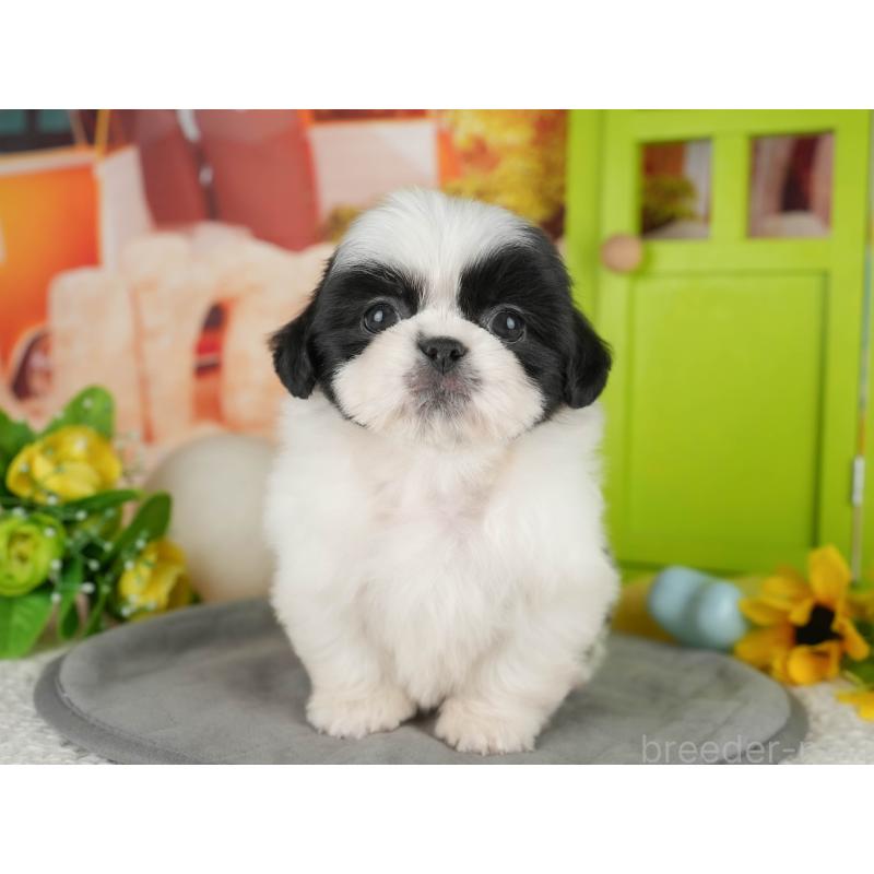 販売中の茨城県のミックス犬-428560の3枚目