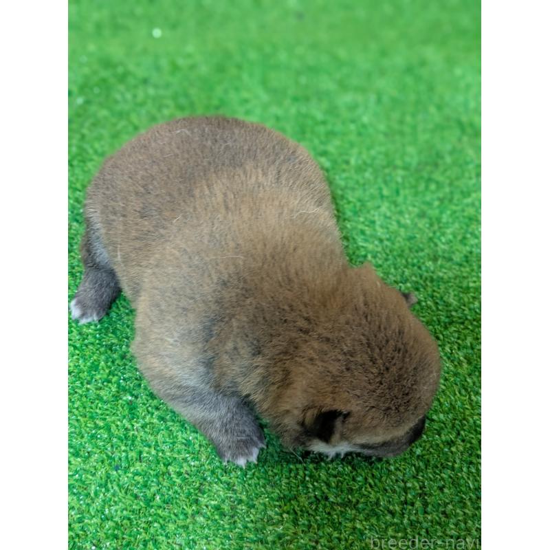 販売中の鹿児島県の豆柴-428464の5枚目