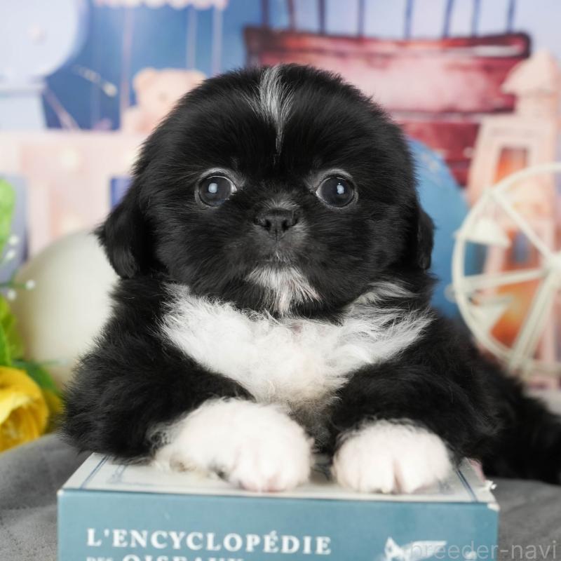 販売中の茨城県のミックス犬-428557の8枚目