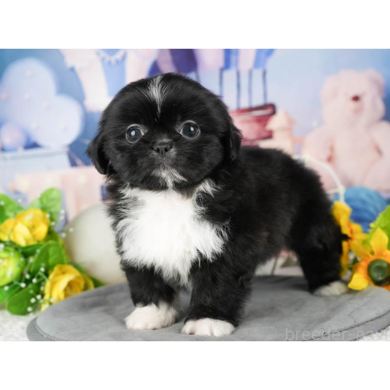 販売中の茨城県のミックス犬-428557の6枚目