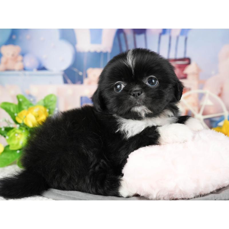 販売中の茨城県のミックス犬-428557の5枚目