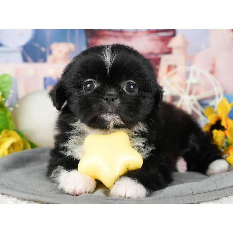 販売中の茨城県のミックス犬-428557の4枚目