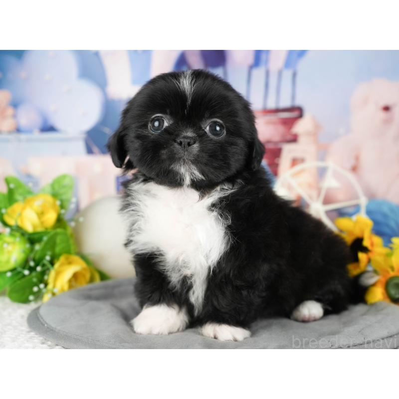 販売中の茨城県のミックス犬-428557の3枚目