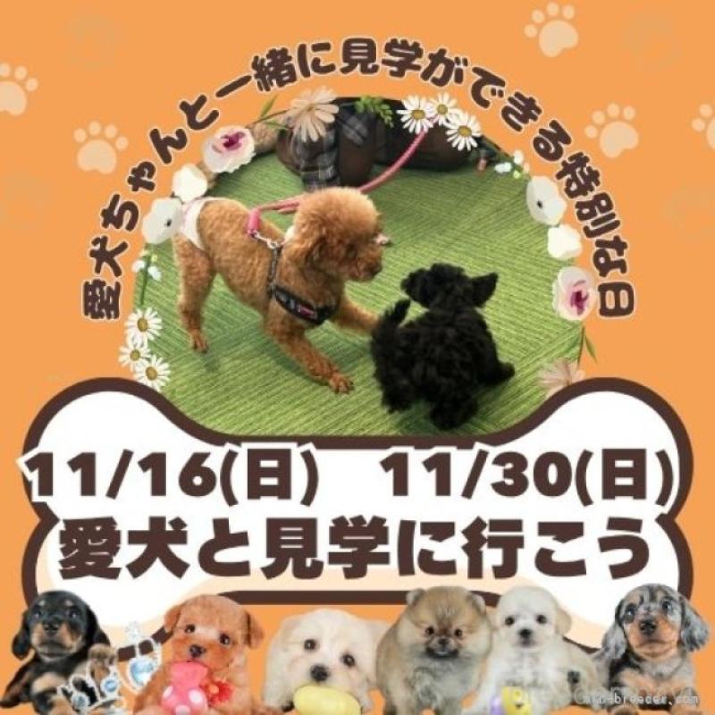 販売中の茨城県のマルプー:マルチーズ×トイプードル-428554の13枚目