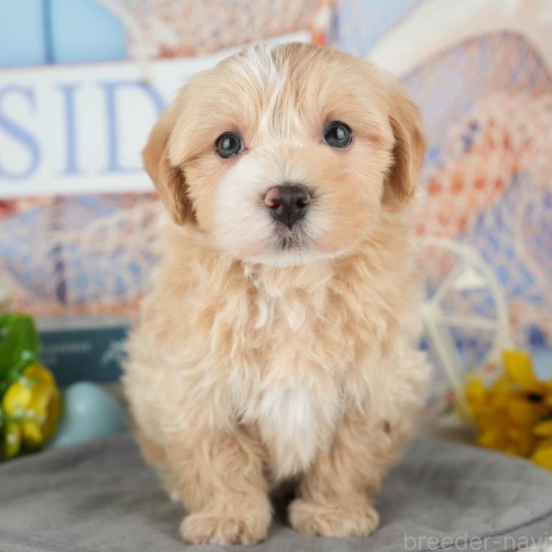 販売中の茨城県のマルプー:マルチーズ×トイプードル-428554の8枚目