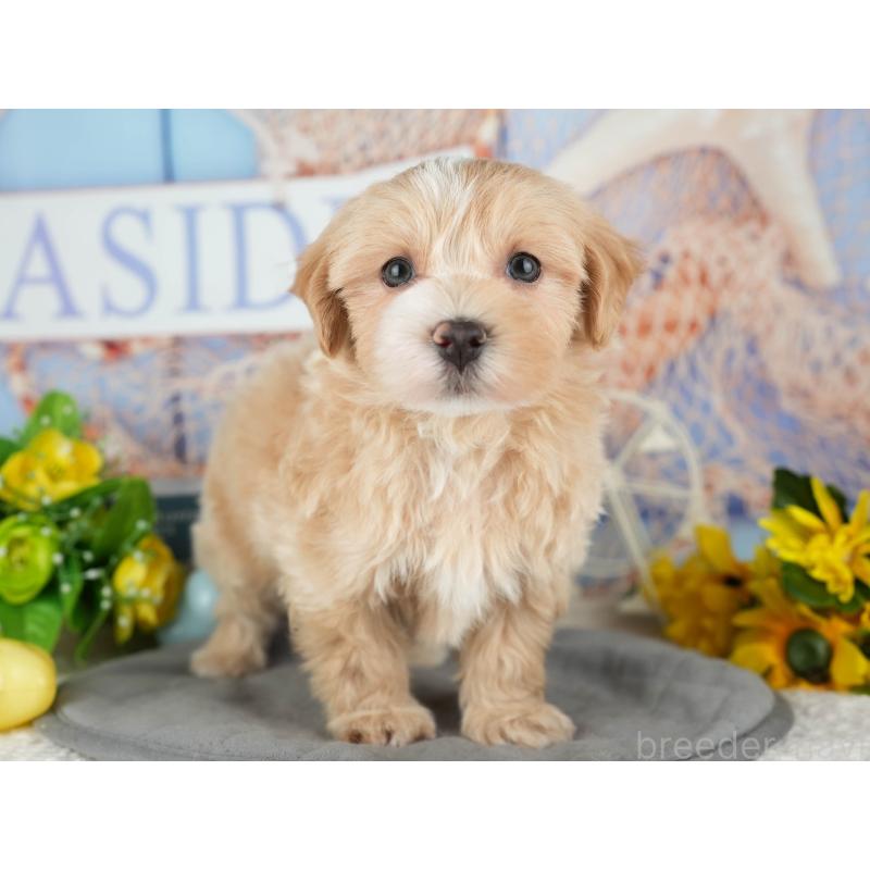 販売中の茨城県のマルプー:マルチーズ×トイプードル-428554の6枚目