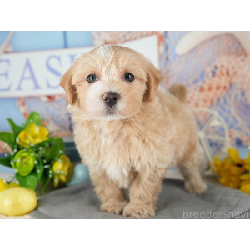 販売中の茨城県のマルプー:マルチーズ×トイプードル-428554の4枚目