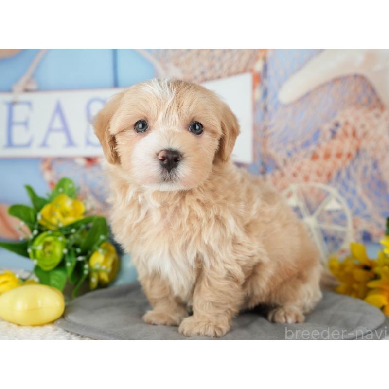 販売中の茨城県のマルプー:マルチーズ×トイプードル-428554の3枚目