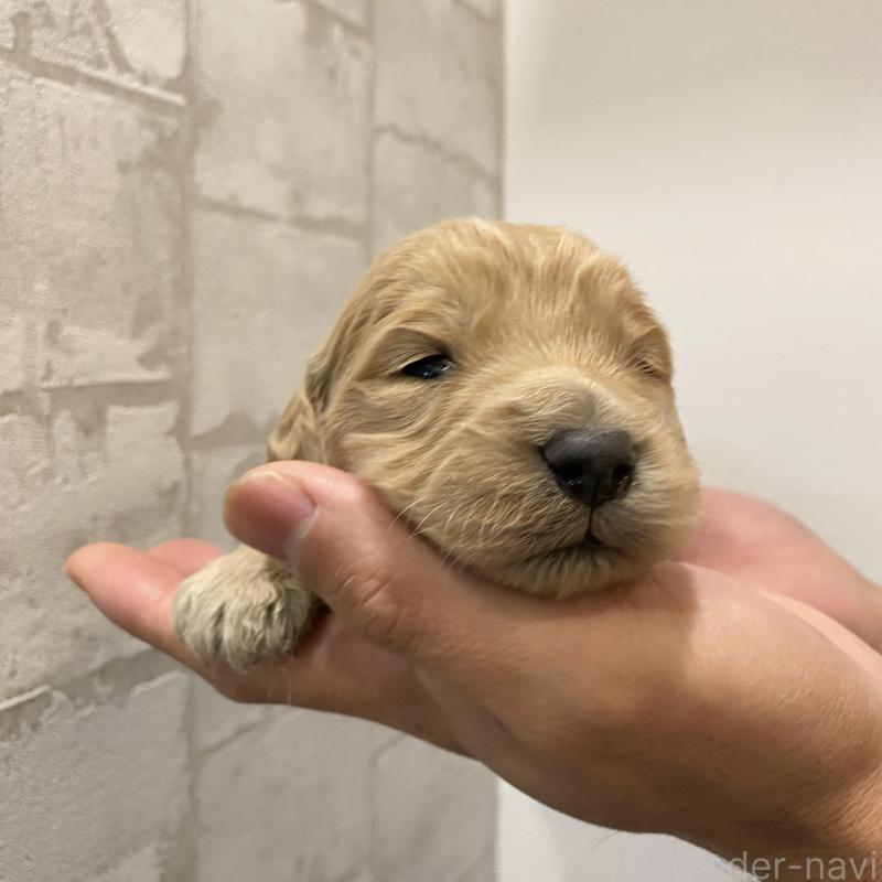 販売中の群馬県のゴールデンドゥードル:ゴールデンレトリーバー×プードル-428462の6枚目