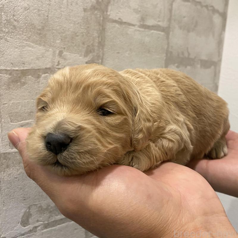 販売中の群馬県のゴールデンドゥードル:ゴールデンレトリーバー×プードル-428462の5枚目