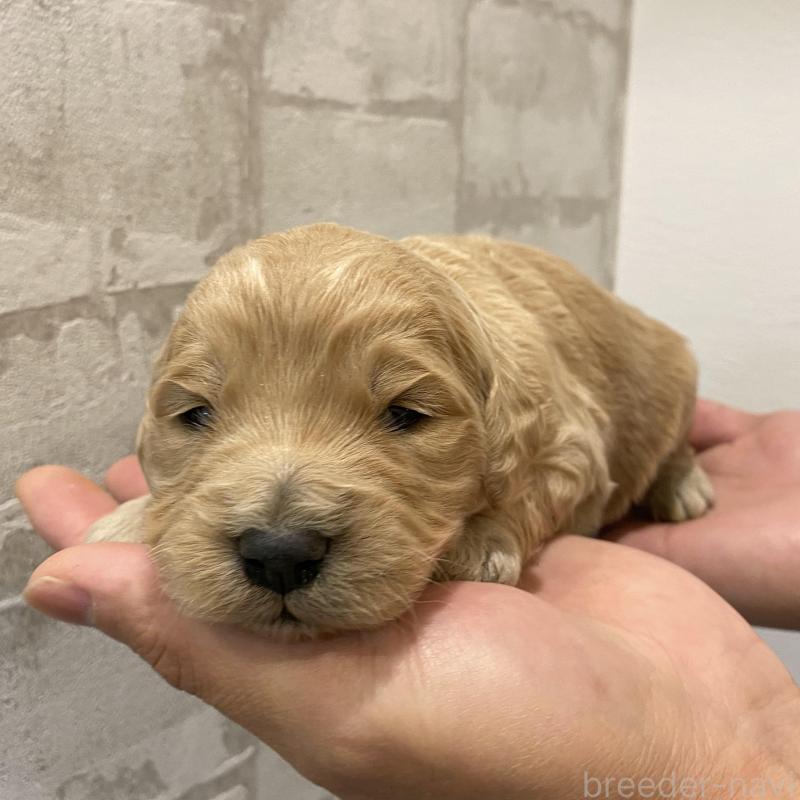 販売中の群馬県のゴールデンドゥードル:ゴールデンレトリーバー×プードル-428462の4枚目