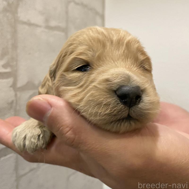 販売中の群馬県のゴールデンドゥードル:ゴールデンレトリーバー×プードル-428462の3枚目