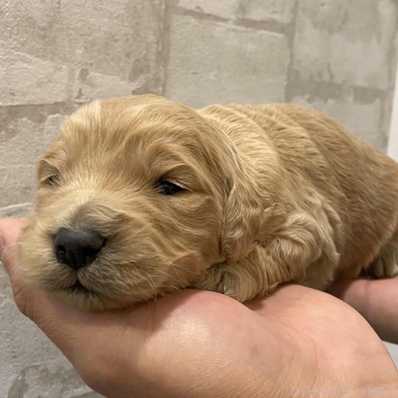 販売中の群馬県のゴールデンドゥードル:ゴールデンレトリーバー×プードル-428462の2枚目
