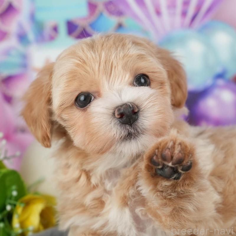 販売中の茨城県のマルプー:マルチーズ×トイプードル-428552