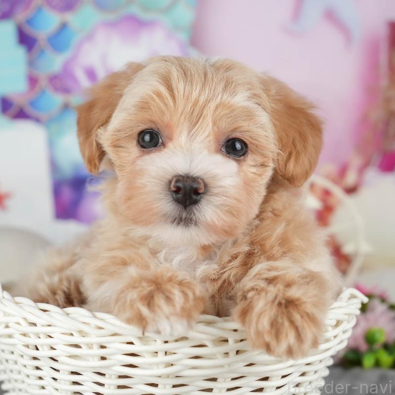 販売中の茨城県のマルプー:マルチーズ×トイプードル-428552の8枚目