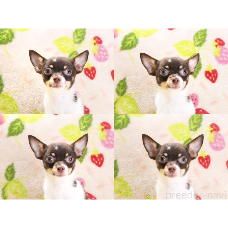 販売中の千葉県のチワワ(ロングコート)-413585の6枚目