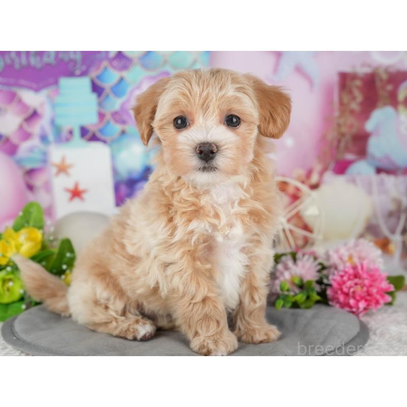 販売中の茨城県のマルプー:マルチーズ×トイプードル-428552の5枚目